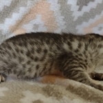 Egyptian Mau silver female DOB 4-1-22