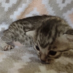 Egyptian Mau silver female DOB 4-1-22