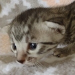 Egyptian Mau silver female DOB 4-1-22