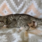 Egyptian Mau silver female DOB 4-1-22