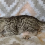 Egyptian Mau silver female DOB 4-1-22