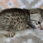 Egyptian Mau silver female DOB 4-1-22