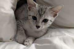 Belle Egyptian Mau silver female #2 DOB 4-13-22 lighter