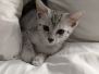 Belle Egyptian Mau silver female #2 DOB 4-13-22 lighter