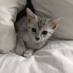 BelleMau silver female DOB 4-13-22