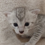 Mau silver female DOB 4-13-22