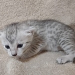 Mau silver female DOB 4-13-22