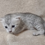 Mau silver female DOB 4-13-22