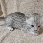 Mau silver female DOB 4-13-22