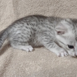 Mau silver female DOB 4-13-22