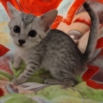 Mau silver female DOB 4-13-22