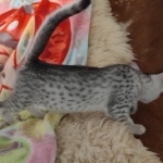 Mau silver female DOB 4-13-22