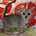 Mau silver female DOB 4-13-22