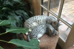 Cleopatra, Egyptian Mau, silver, female #2 DOB 4-20-17