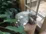 Cleopatra, Egyptian Mau, silver, female #2 DOB 4-20-17