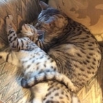 Cleo, Egyptian Mau, silver Female, DOB 4-20-17