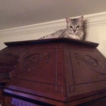 Cleo, Egyptian Mau, silver Female, DOB 4-20-17