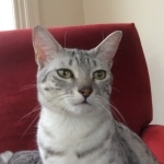 Cleo, Egyptian Mau, silver Female, DOB 4-20-17