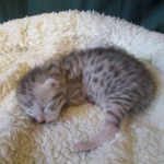 Egyptian Mau, silver Female, DOB 4-20-17