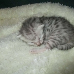 Egyptian Mau, silver Female, DOB 4-20-17