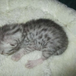 Egyptian Mau, silver Female, DOB 4-20-17