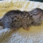 Egyptian Mau, silver Female, DOB 4-20-17