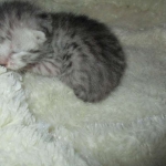 Egyptian Mau, silver Female, DOB 4-20-17