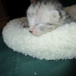 Egyptian Mau, silver Female, DOB 4-20-17