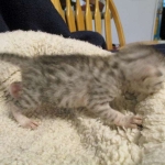 Egyptian Mau, silver Female, DOB 4-20-17