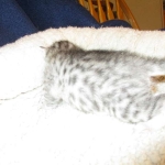 Egyptian Mau, silver Female, DOB 4-20-17