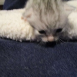 Egyptian Mau, silver Female, DOB 4-20-17