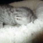 Egyptian Mau, silver Female, DOB 4-20-17