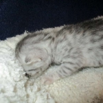 Egyptian Mau, silver Female, DOB 4-20-17