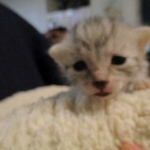 Egyptian Mau, silver Female, DOB 4-20-17