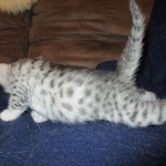 Egyptian Mau, silver Female, DOB 4-20-17