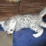 Egyptian Mau, silver Female, DOB 4-20-17