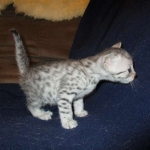 Egyptian Mau, silver Female, DOB 4-20-17