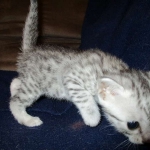 Egyptian Mau, silver Female, DOB 4-20-17