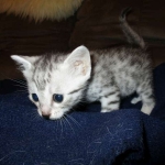 Egyptian Mau, silver Female, DOB 4-20-17