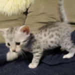 Egyptian Mau, silver Female, DOB 4-20-17