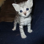 Egyptian Mau, silver Female, DOB 4-20-17