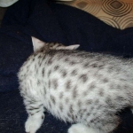Egyptian Mau, silver Female, DOB 4-20-17