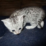 Egyptian Mau, silver Female, DOB 4-20-17