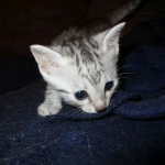Egyptian Mau, silver Female, DOB 4-20-17