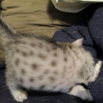 Egyptian Mau, silver Female, DOB 4-20-17