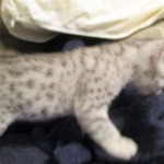 Egyptian Mau, silver Female, DOB 4-20-17
