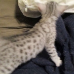 Egyptian Mau, silver Female, DOB 4-20-17