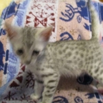 Egyptian Mau, silver Female, DOB 4-20-17