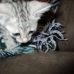 Egyptian Mau, silver Female, DOB 4-20-17