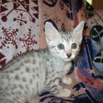 Egyptian Mau, silver Female, DOB 4-20-17